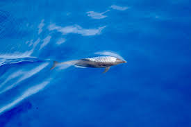 Image result for Tursiops truncatus