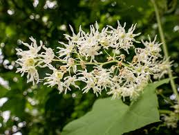 Attēlu rezultāti vaicājumam “Echinocystis lobata flower”
