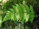 <b>Dryopteridaceae</b>: Wood Fern