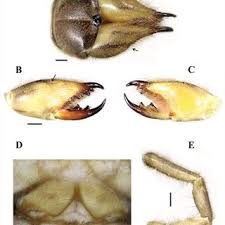 Attēlu rezultāti vaicājumam “Scapania apiculata”