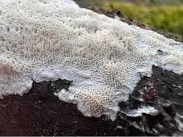 Attēlu rezultāti vaicājumam “Oxyporus”