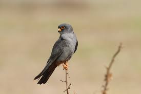 Image result for Falco vespertinus