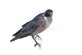 Attēlu rezultāti vaicājumam “Corvus monedula adult”