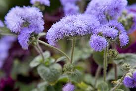Image result for Ageratum houstonianum