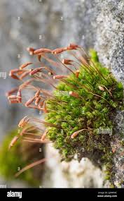 Attēlu rezultāti vaicājumam “Grimmia muehlenbeckii sporophyte”