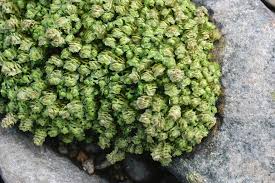 Attēlu rezultāti vaicājumam “Scapania undulata”