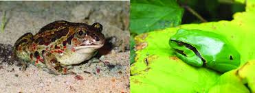 Attēlu rezultāti vaicājumam “Pelobates fuscus”