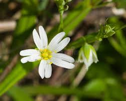 Attēlu rezultāti vaicājumam “Stellaria holostea flower”