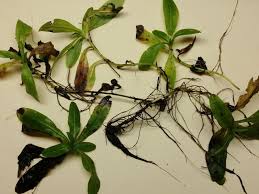 Attēlu rezultāti vaicājumam “Myosotis scorpioides bud”