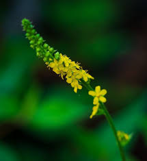 Attēlu rezultāti vaicājumam “Agrimonia pilosa flower”