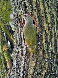 Attēlu rezultāti vaicājumam “Picus canus female”