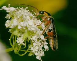 Attēlu rezultāti vaicājumam “Cantharis nigricans”