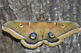 Attēlu rezultāti vaicājumam “Saturniidae”