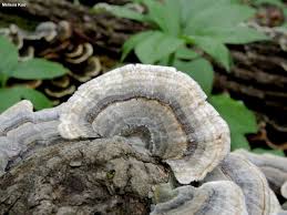 Attēlu rezultāti vaicājumam “Trametes versicolor”