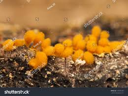 Attēlu rezultāti vaicājumam “Trichia, Hemitrichia sp.”