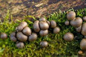 Attēlu rezultāti vaicājumam “Lycogala roseosporum macro”