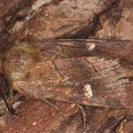 Attēlu rezultāti vaicājumam “Eriopygodes imbecilla”