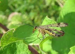 Attēlu rezultāti vaicājumam “Panorpa communis”