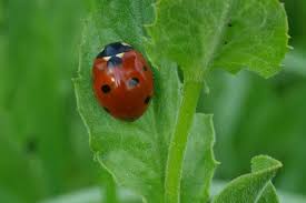 Attēlu rezultāti vaicājumam “Coccinella septempunctata”