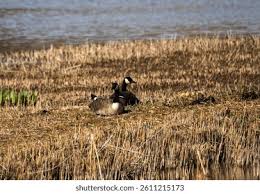 Attēlu rezultāti vaicājumam “Branta canadensis adult”