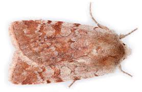 Attēlu rezultāti vaicājumam “Cerastis rubricosa”