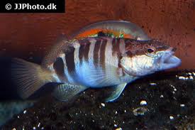 Image result for Serranus scriba