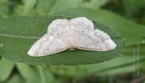 Attēlu rezultāti vaicājumam “Idaea biselata”