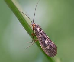 Attēlu rezultāti vaicājumam “Potamophylax”