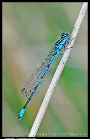 Attēlu rezultāti vaicājumam “Coenagrion pulchellum male”