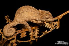 Attēlu rezultāti vaicājumam “Sauria”