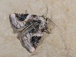 Attēlu rezultāti vaicājumam “Pseudeustrotia candidula”