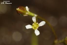 Attēlu rezultāti vaicājumam “Subularia aquatica”