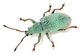 Attēlu rezultāti vaicājumam “Phyllobius”