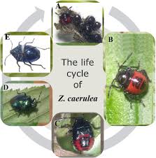 Attēlu rezultāti vaicājumam “Zicrona caerulea nymph”