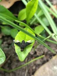 Attēlu rezultāti vaicājumam “Hemipenthes morio”