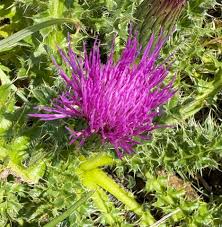 Attēlu rezultāti vaicājumam “Cirsium acaule fruit”