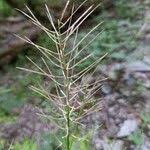 Attēlu rezultāti vaicājumam “Cardamine impatiens fruit”
