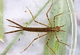 Attēlu rezultāti vaicājumam “Calopterygidae”