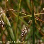 Attēlu rezultāti vaicājumam “Carex capillaris fruit”