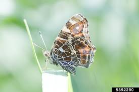 Attēlu rezultāti vaicājumam “Araschnia levana underside”