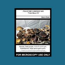 Attēlu rezultāti vaicājumam “Dianema depressum spores”