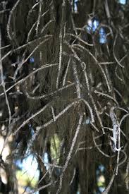 Attēlu rezultāti vaicājumam “Bryoria capillaris”