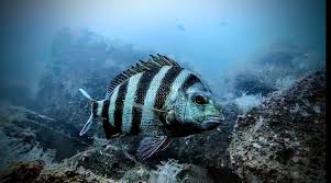 Image result for Archosargus probatocephalus