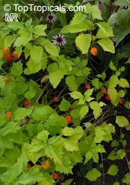 Attēlu rezultāti vaicājumam “Physalis alkekengi leaf”