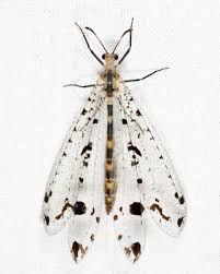 Attēlu rezultāti vaicājumam “Myrmeleontidae”