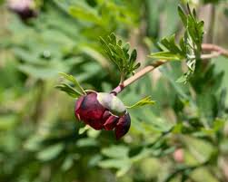 Attēlu rezultāti vaicājumam “Paeoniaceae”