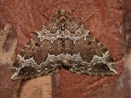 Attēlu rezultāti vaicājumam “Lampropteryx suffumata”