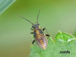 Attēlu rezultāti vaicājumam “Capsodes gothicus”