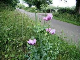 Attēlu rezultāti vaicājumam “Papaveraceae”