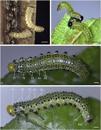 Attēlu rezultāti vaicājumam “Aphelia paleana larva”